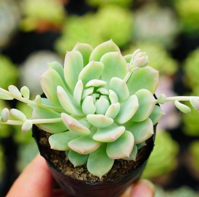 SEN ĐÁ DÙ XANH ĐÀ LẠT - LỖI 1 ĐỔI 1