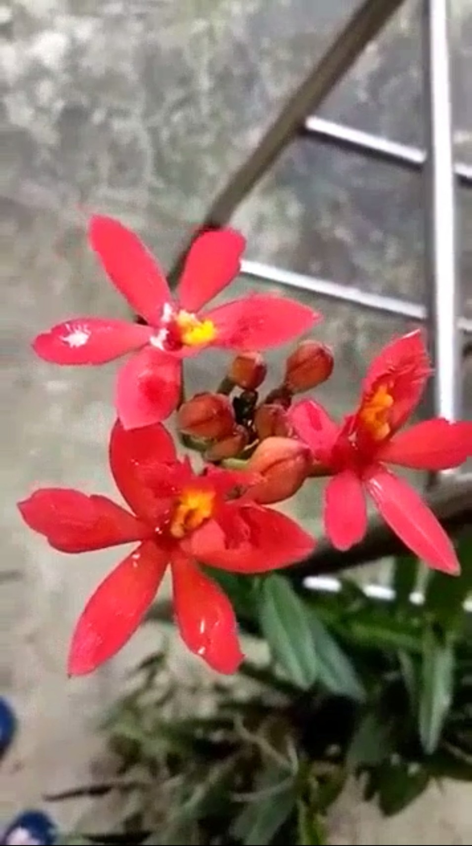 Cây giống lan môi cờ