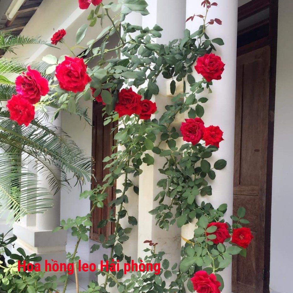 Hoa hồng leo hải phòng chuẩn giống