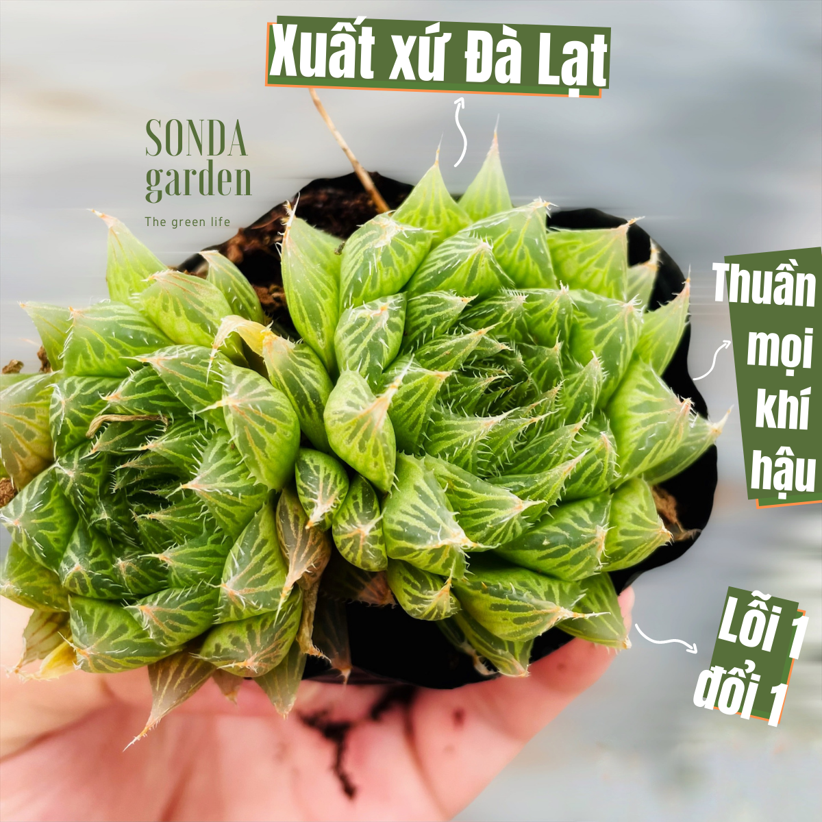 SEN ĐÁ DẠ QUANG SIZE BÉ SIÊU KHỎE ĐẸP LỖI 1 ĐỔI 1