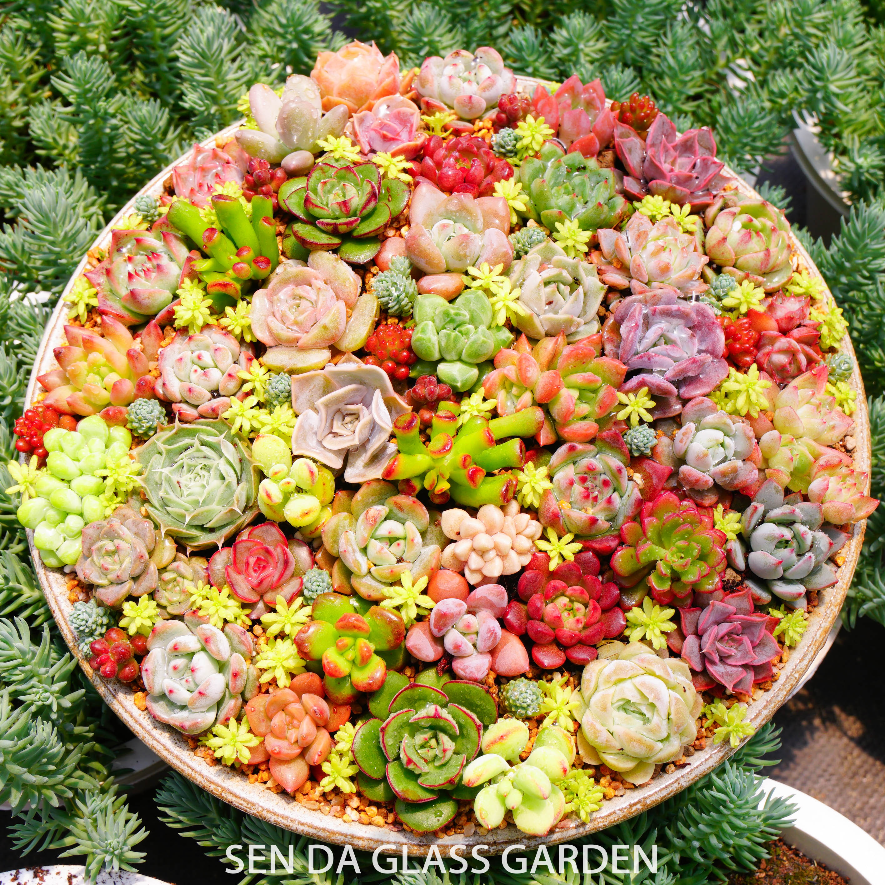 Sen đá mini Đà lạt Combo 30 loại mix khác nhau - Màu thập cẩm 🎄🎄Thuần khí hậu Đà Lạt 🍓 Lỗi 1 đổi 1