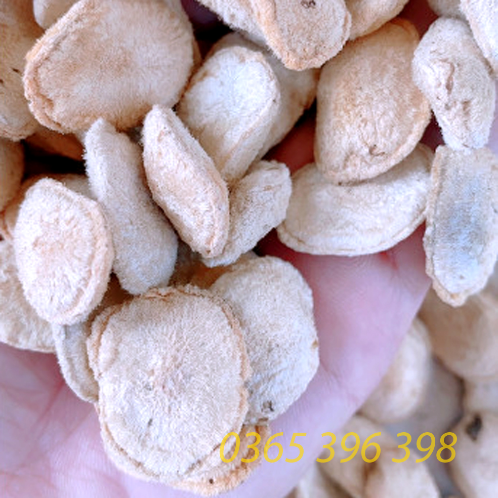 1 Hạt sành ( hạt sang ) trắng của người dân tộc , giải quyết đau dạ dày ( một hạt dùng thử)