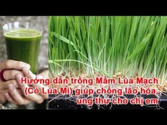 Hạt giống cỏ lúa mì Lúa mạch Hà Lan 500g