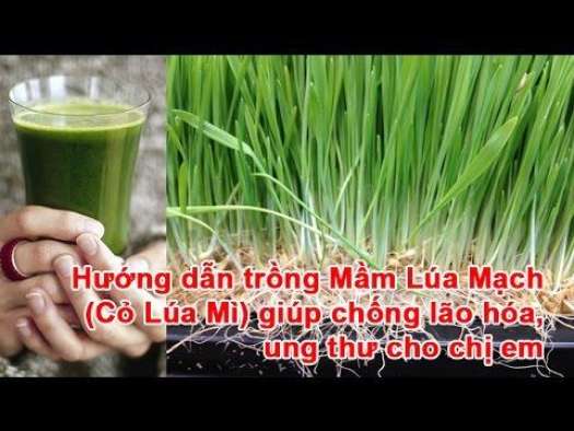 Hạt giống cỏ lúa mì (lúa mạch) 1Kg