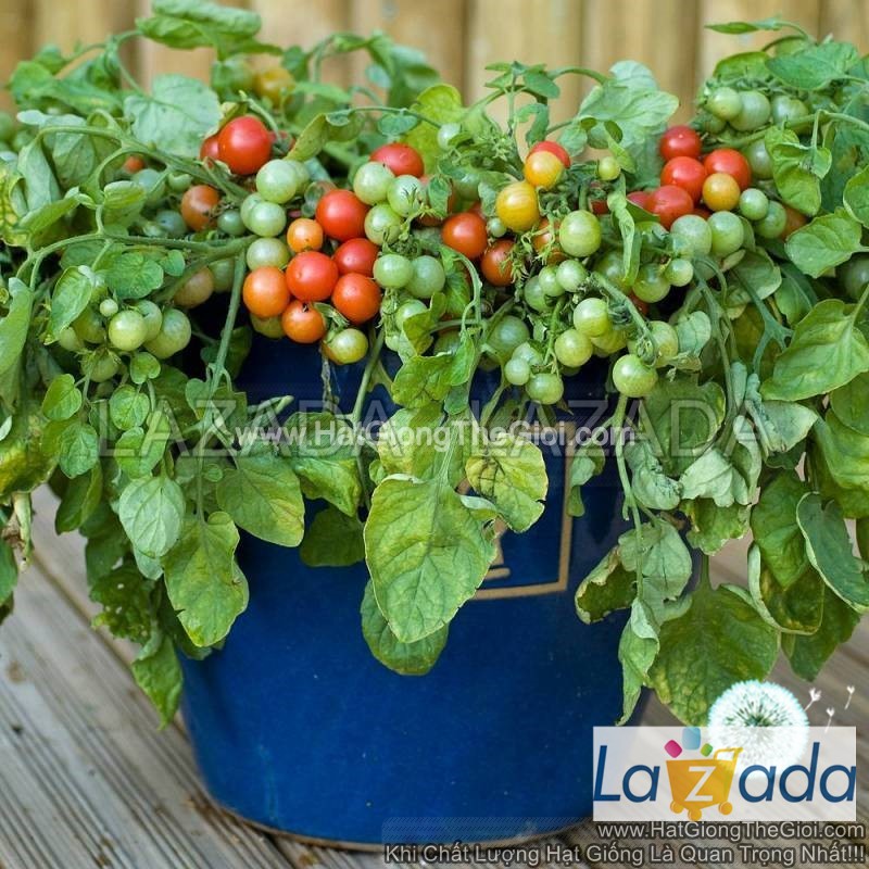 25 hạt hạt giống cà chua cherry lùn đỏ f1 tg224