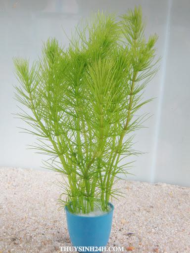 Thông kim.dừa gai.thuỷ sinh (15 nhánh)