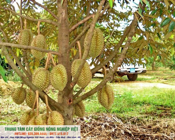 Cây sầu riêng Thái hạt lép sớm chuẩn giống ĐHNN