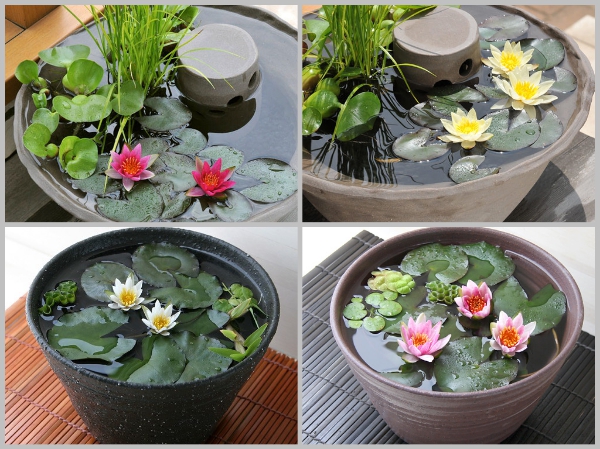 Củ hoa súng Thái mini.