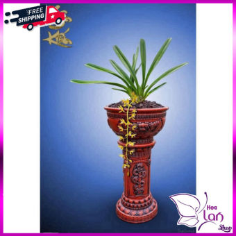 Lan Kiếm *☘️ FREESHIP ☘️* Kiếm Tiên Vũ - Lô Hội - Bicolor - Hàng Rừng Mới Về