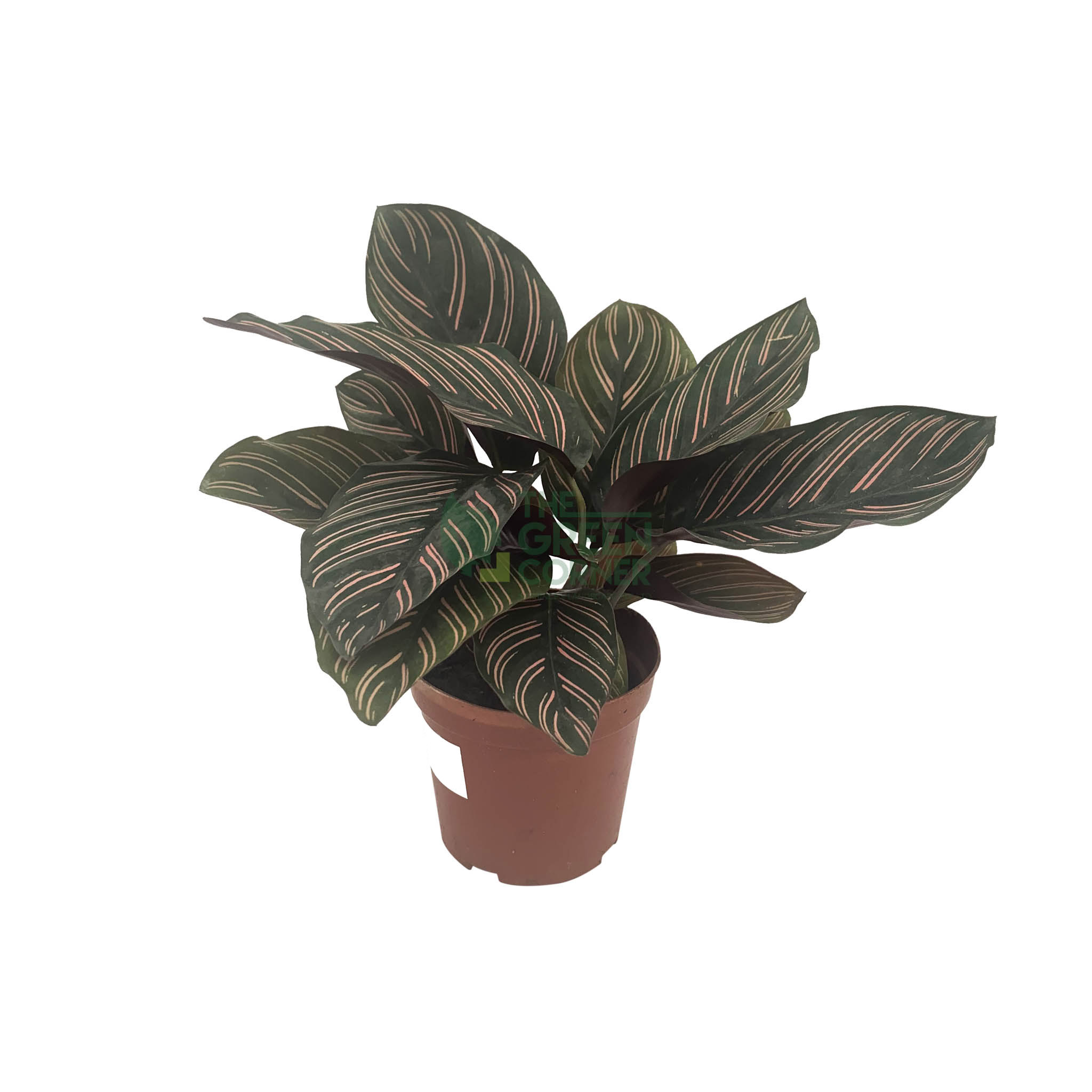 Calathea Seed - Best Price in Singapore - May 2023 