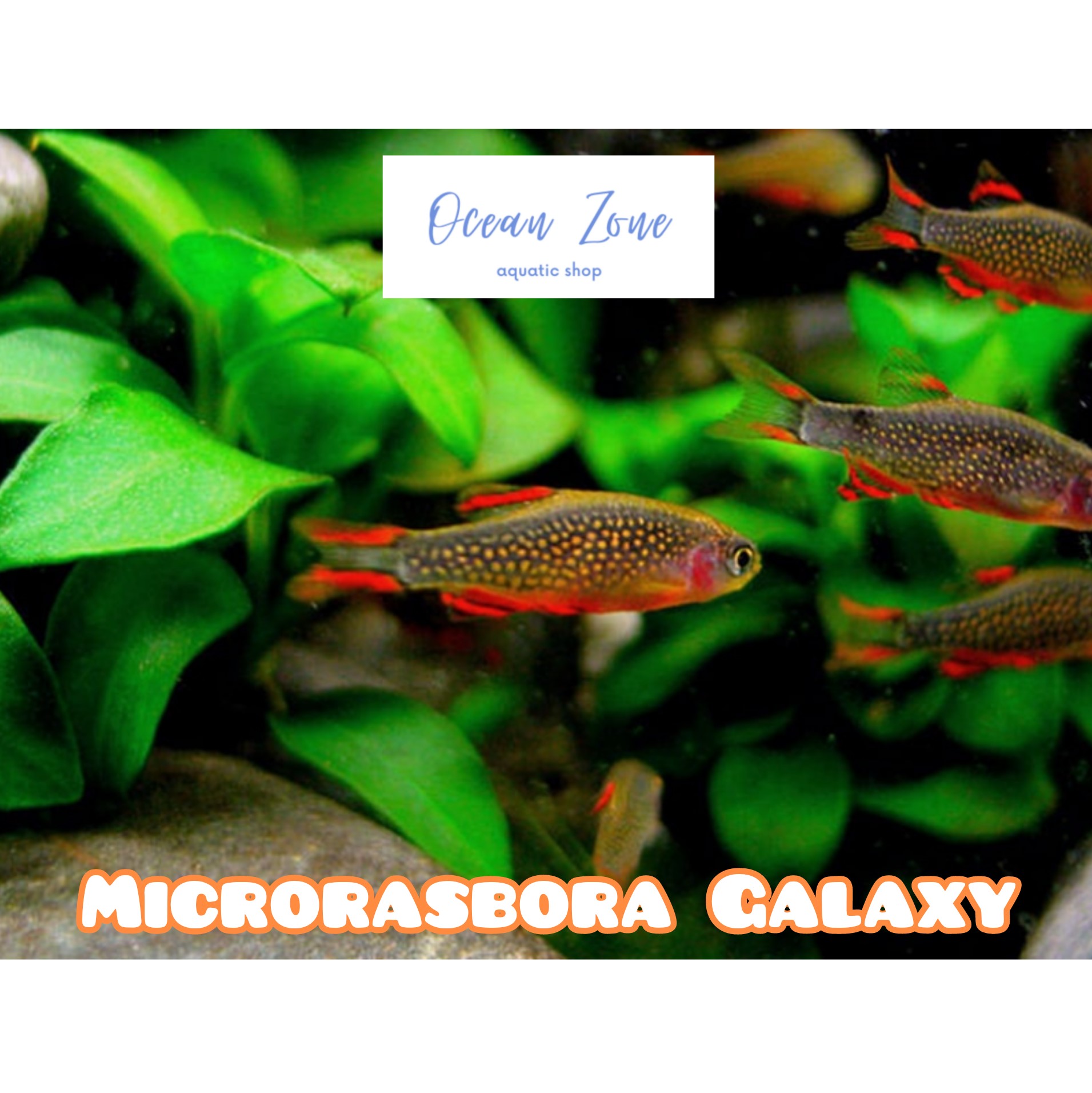 Galaxy Rasbora Fish Celestial Pearl Danio (Cpd) Aquarium Fish