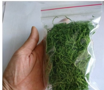 Rêu cỏ sợi giả, rêu bột làm mô hình , trang trí bon sai, tiểu cảnh