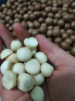 1KG HẠT MACCA ĐĂKLĂC NỨT VỎ SẤY THƠM NGON ( Tặng dụng cụ tách vỏ)