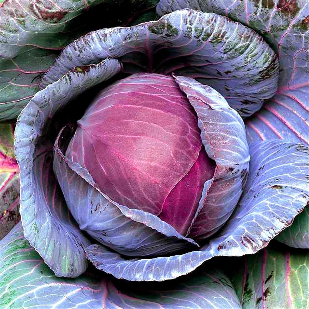 Hạt giống Bắp cải đỏ -  bắp cải tím PTP49 | Phởm's Market