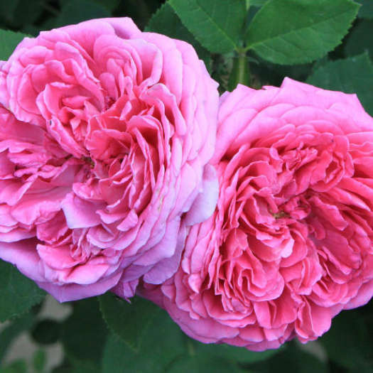 Tinh Dầu Nước Hoa Đài Loan Monsa Scribe Eternity Female Essential Oil 30ml