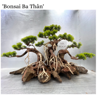 Lũa Bonsai Ba Thân Cho Hồ Thủy Sinh- Xưởng Lũa Mr Wood