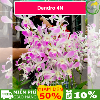 Hoa lan DENDRO XƯA - 4N | Bán Nguyên Chậu, Hoa Thơm Nhẹ, Vòi Hoa Dài