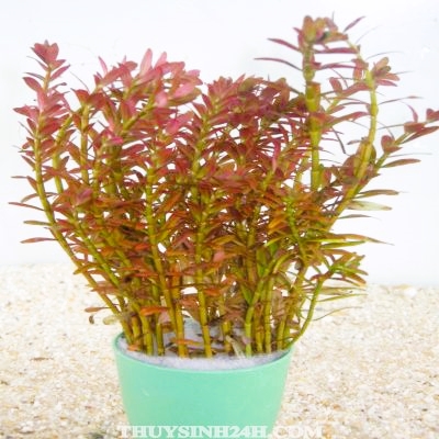 ROTOLA ĐỎ-Vảy Ốc Đỏ ( 25 ngọn)