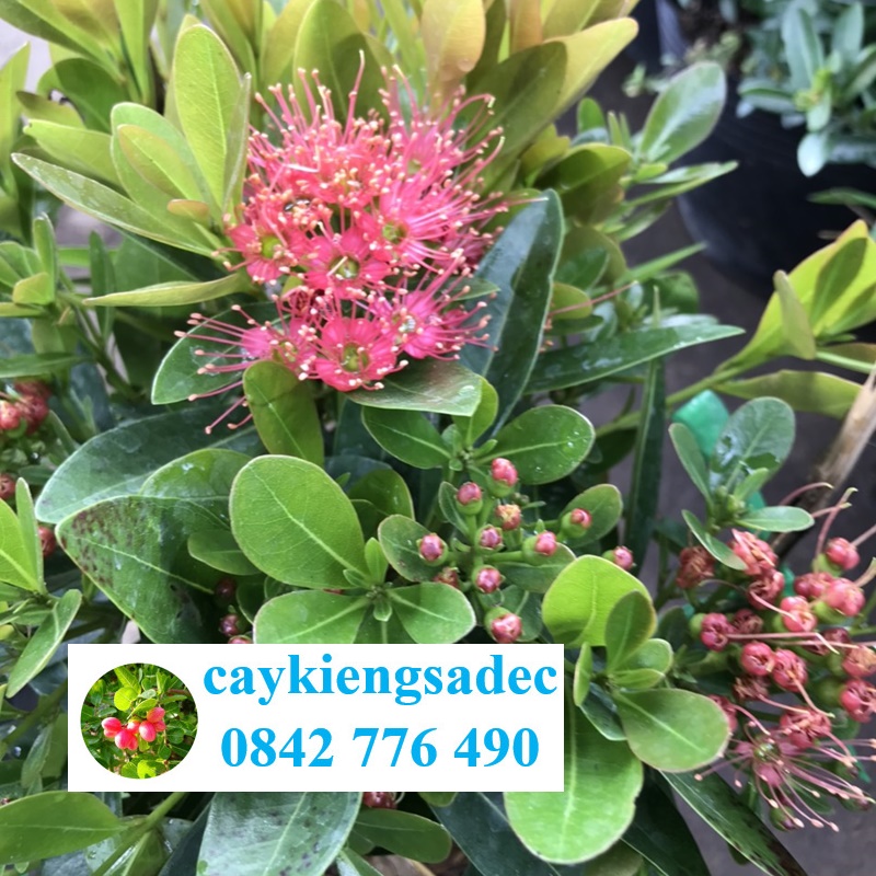 caykiengsadec - Cây mai thái Hồng - hoa kiểng lá - cây phong thủy trang trí nội ngoại thất cảnh quan