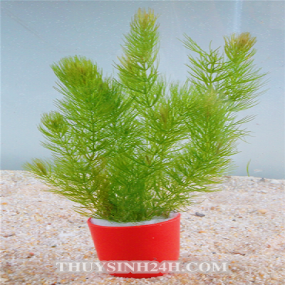 ĐUÔI CHÓ - ĐUÔI CHỒN -MAYACA -(15 nhánh)