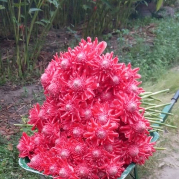Hoa sen thái- sen dâng phật- củ giống
