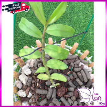 Lan Phi Điệp *☘️ FREESHIP ☘️* Hồng Mỹ Nhân  [ Ươm Kie ]