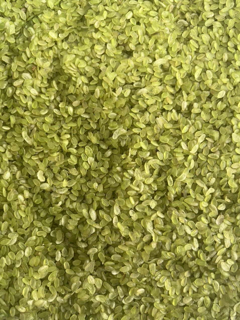 Sét 2Kg Cốm khô Tây Bắc, cốm xanh khô nấu chè, nấu xôi, làm chả cốm
