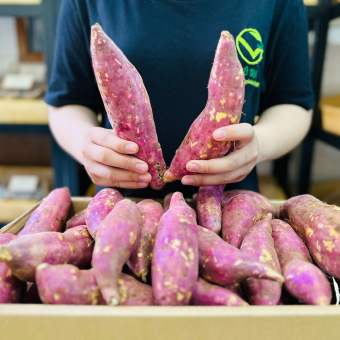 VG FARM Khoai Lang Nhật Đà Lạt Lâm Đồng