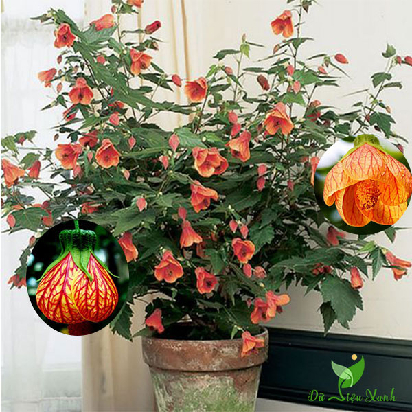 Cây hoa đèn lồng Abutilon pictum