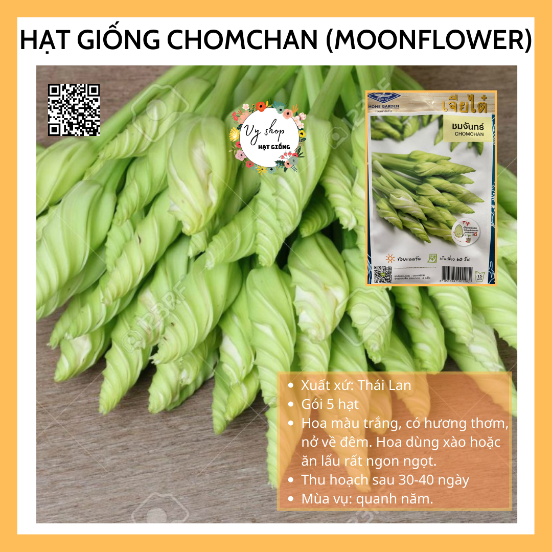 Hạt giống hoa chomchan - moonflower Thái Lan