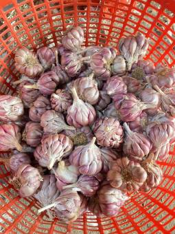 TỎI TÍM RẶC BẮC LOẠI 1 LỰA TỪNG CỦ, TỎI TÍM BẮC, TỎI TÍM ĐÀ LẠT, TỎI TÍM , TỎI CÔ ĐƠN, HÀNH TÍM, TỎI ĐEN, TỎI TÍM PHAN RANG, TỎI LÝ SƠN,HÀNH LÝ SƠN, HÀNH PHAN RANG, HÀNH ẤN ĐỘ, TỎI, TIÊU, HÀNH