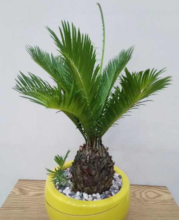 Củ giống cây vạn Tuế ,thiên tuế Mang lại sự mạnh mẽ