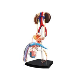 MÔ HÌNH GIẢI PHẪU - CƠ QUAN SINH DỤC NAM