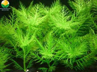 COMBO 15 NGỌN CÂY LIỄU THƠM THỦY SINH