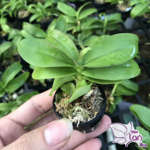 Lan Phi Điệp  *Mua 3 Tặng 1*  Lá Mít Thân Thủ [ Cây Giống ]