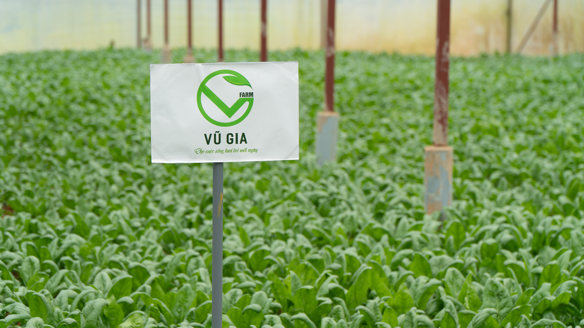 VG FARM Cải Bó Xôi Đà Lạt Lâm Đồng