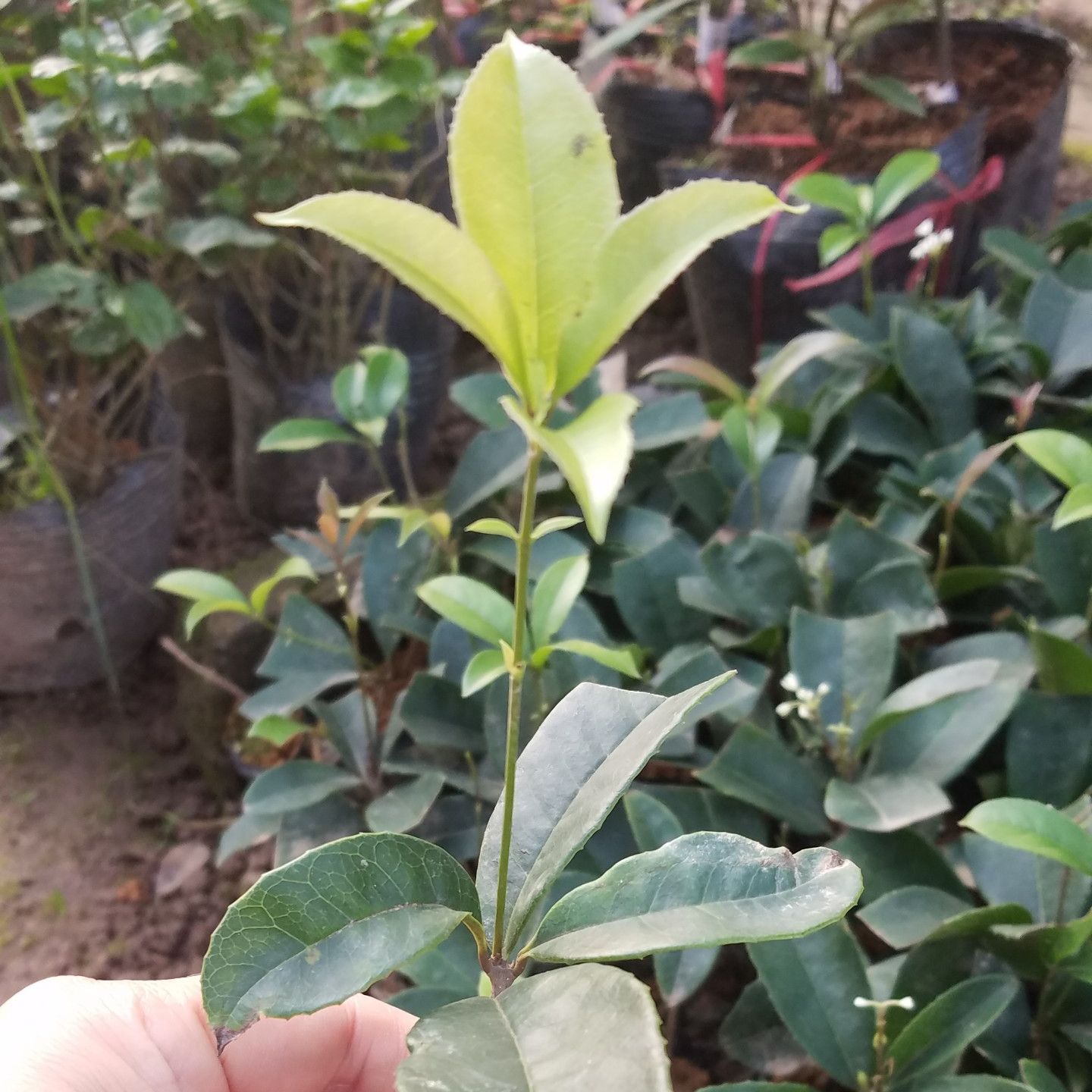 Mộc hương thơm lừng - Đơn hàng 100k tặng vòi tưới cây nhỏ giọt tự động
