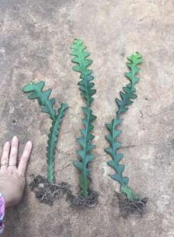 Combo 2 cây quỳnh đỏ xương cá nguồn gốc mexico chuẩn giống