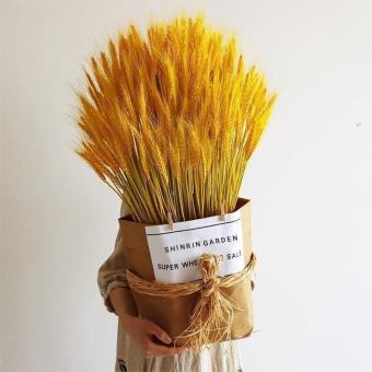 Bông Lúa Mạch Khô Decor Trang Trí Sét 100 bông