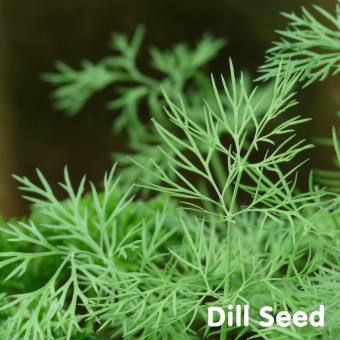 Tinh dầu hạt Thì Là Dill Seed Essential Oil (Thìa Là)