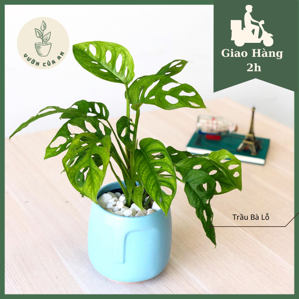 Chậu cây Trầu Bà Lỗ, Cây Phong Thủy trang trí hút tài lộc, Cây khỏe