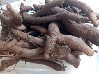 củ gai tươi an thai 1kg