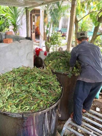 TINH DẦU TRÀM THIÊN AN