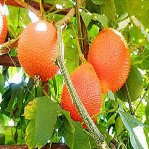 Cây giống gấc nếp
