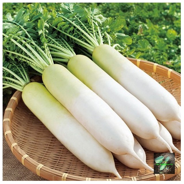 Hạt giống Củ Cải Trắng, đóng gói 20gr