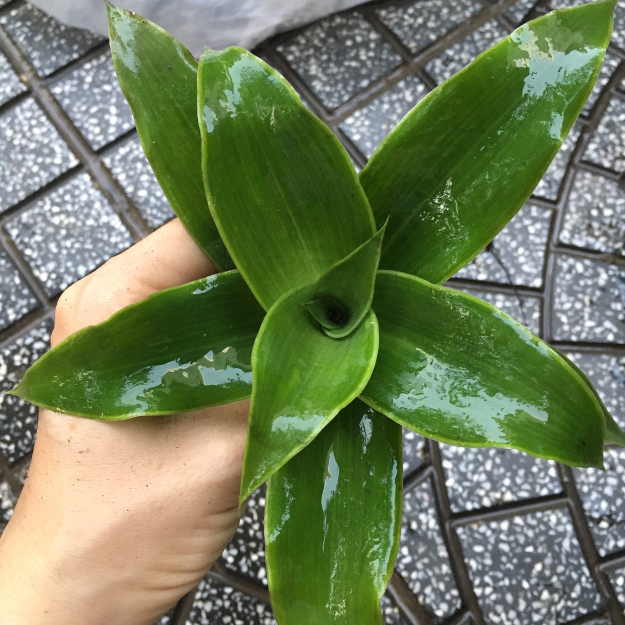 CÂY LƯỢC VÀNG, CÂY LƯỢC NGÀ