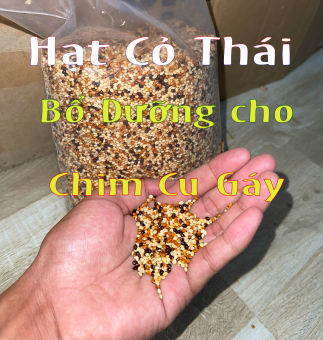 Hạt cỏ thái cho cu gáy ăn để kích thích giọng gáy ( 1 bịch 2 Kí ) giúp cu gáy khỏe và giọng sung hơn, sinh sản tốt hơn.