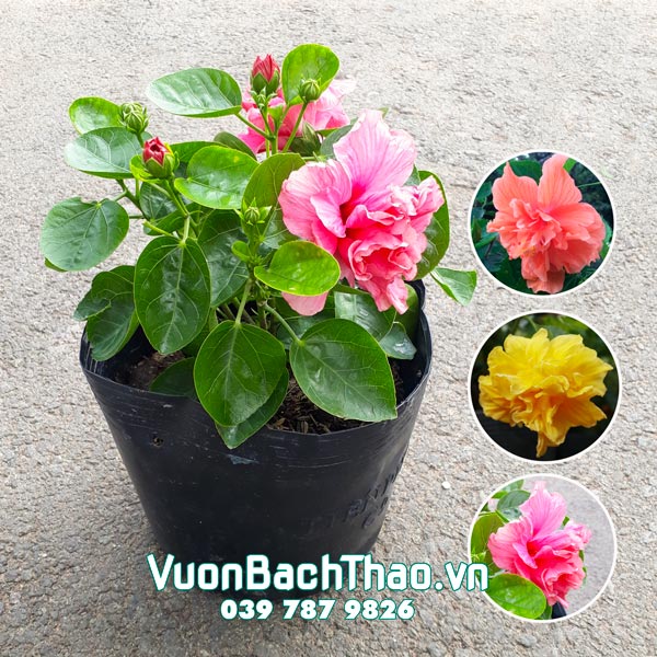 Cây Bông Bụt Thái Kép có hoa đẹp