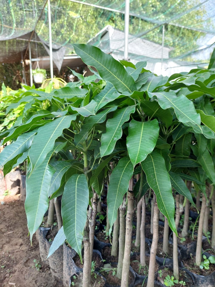 Cây giống xoài thái cao 1.5m