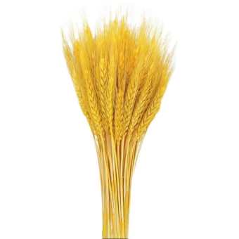 COMBO 100 BÔNG LÚA MẠCH VÀNG KHÔ DECOR TRANG TRÍ TẾT SIÊU ĐẸP